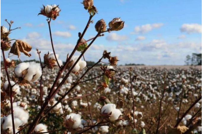 The Most Sustainable Eco-Friendly Fabrics For Underwear