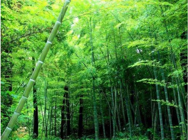 The Most Sustainable Eco-Friendly Fabrics For Underwear